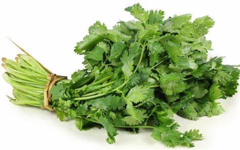 Hara Dhaniya, Samar, Cilantro